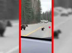 فیلم توله خرس قهوه ای در حال بازیگوشی با بادکنک در جاده جنگلی