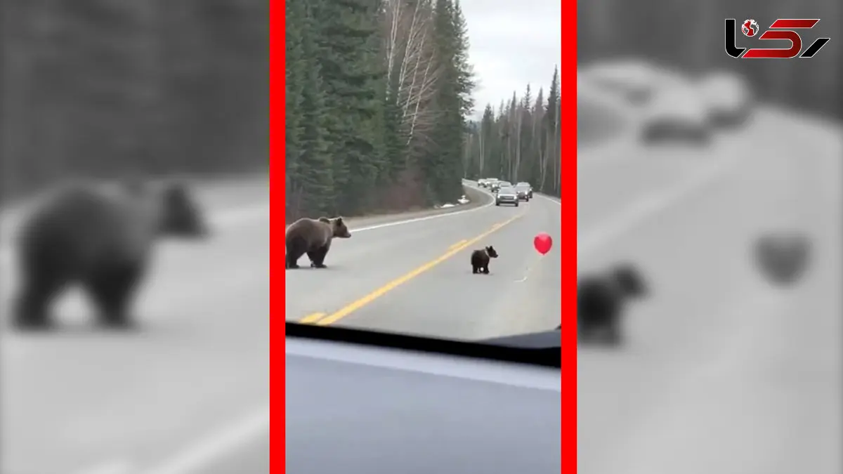 فیلم توله خرس قهوه ای در حال بازیگوشی با بادکنک در جاده جنگلی