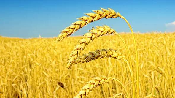بیش از ۱۲۰ هزار هکتار از اراضی زراعی کردستان زیرپوشش بیمه قرار گرفت.

