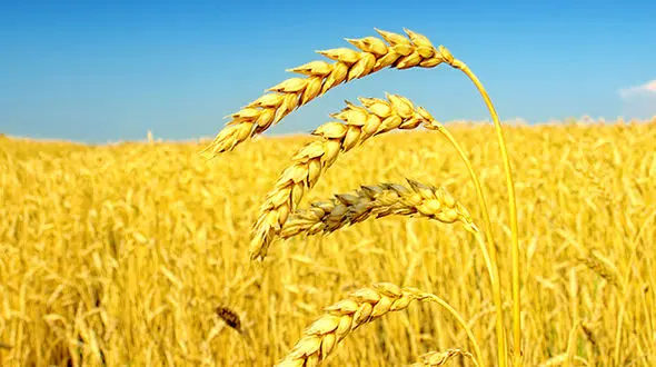 بیش از ۱۲۰ هزار هکتار از اراضی زراعی کردستان زیرپوشش بیمه قرار گرفت.

