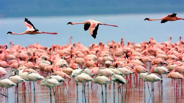 فیلم حیرت انگیز حضور فلامینگوها در تالاب گاوخونی