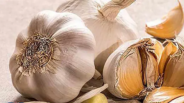 10خاصیت سیر برای شما + اینفوگرافی