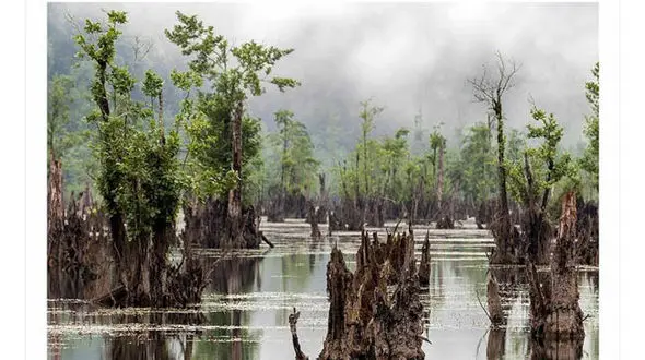 وحشت از ارواح سرگردان در تالاب نوشهر / جرات قدم زدن در این مکان را دارید؟+عکس