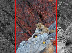 فیلم زیبایی شکوهمند پلنگ ایرانی در کیاسر