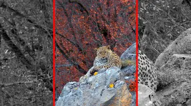 فیلم زیبایی شکوهمند پلنگ ایرانی در کیاسر