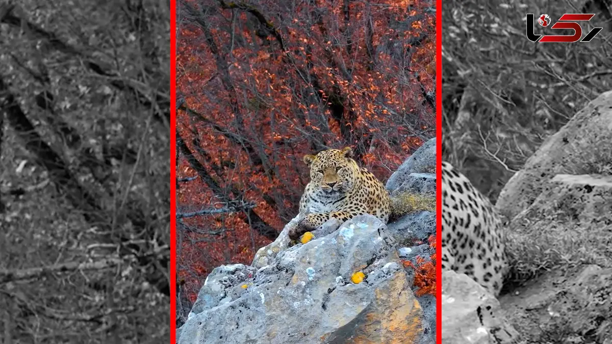 فیلم زیبایی شکوهمند پلنگ ایرانی در کیاسر