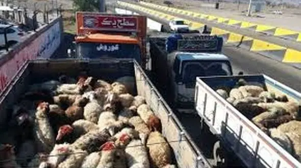 کشف ۹۴ راس گوسفند قاچاق در آوج / محموله بوقلمون توقیف شد
