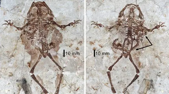 کشف فسیل قورباغه 125 میلیون ساله با سمندری در شکم+ عکس