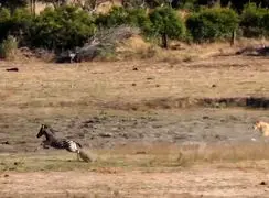 فیلم تعقیب و گریز دیدنی بین بچه گورخر و شیر