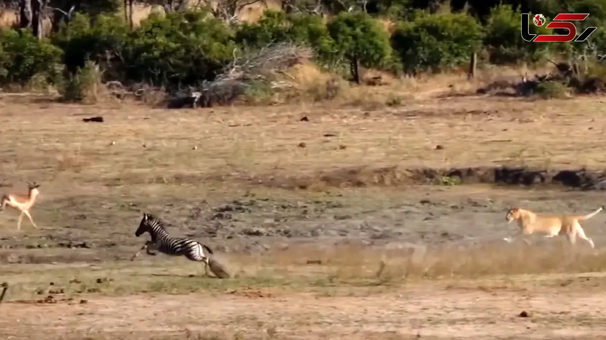 فیلم تعقیب و گریز دیدنی بین بچه گورخر و شیر