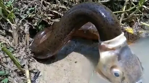 بلعیدن یک مار ماهی توسط ماهی! + فیلم 