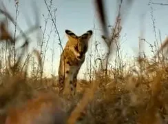 فیلم مستند کوتاه گربه های دشتی