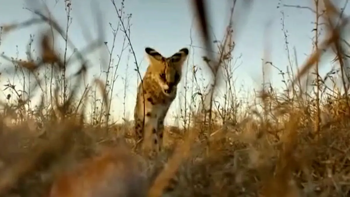 فیلم مستند کوتاه گربه های دشتی