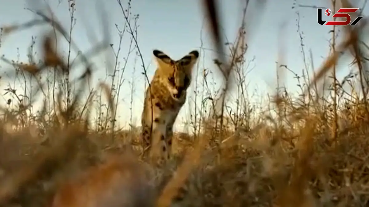 فیلم مستند کوتاه گربه های دشتی