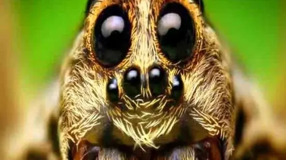 24 حقیقت باورنکردنی زندگی عنکبوت ها