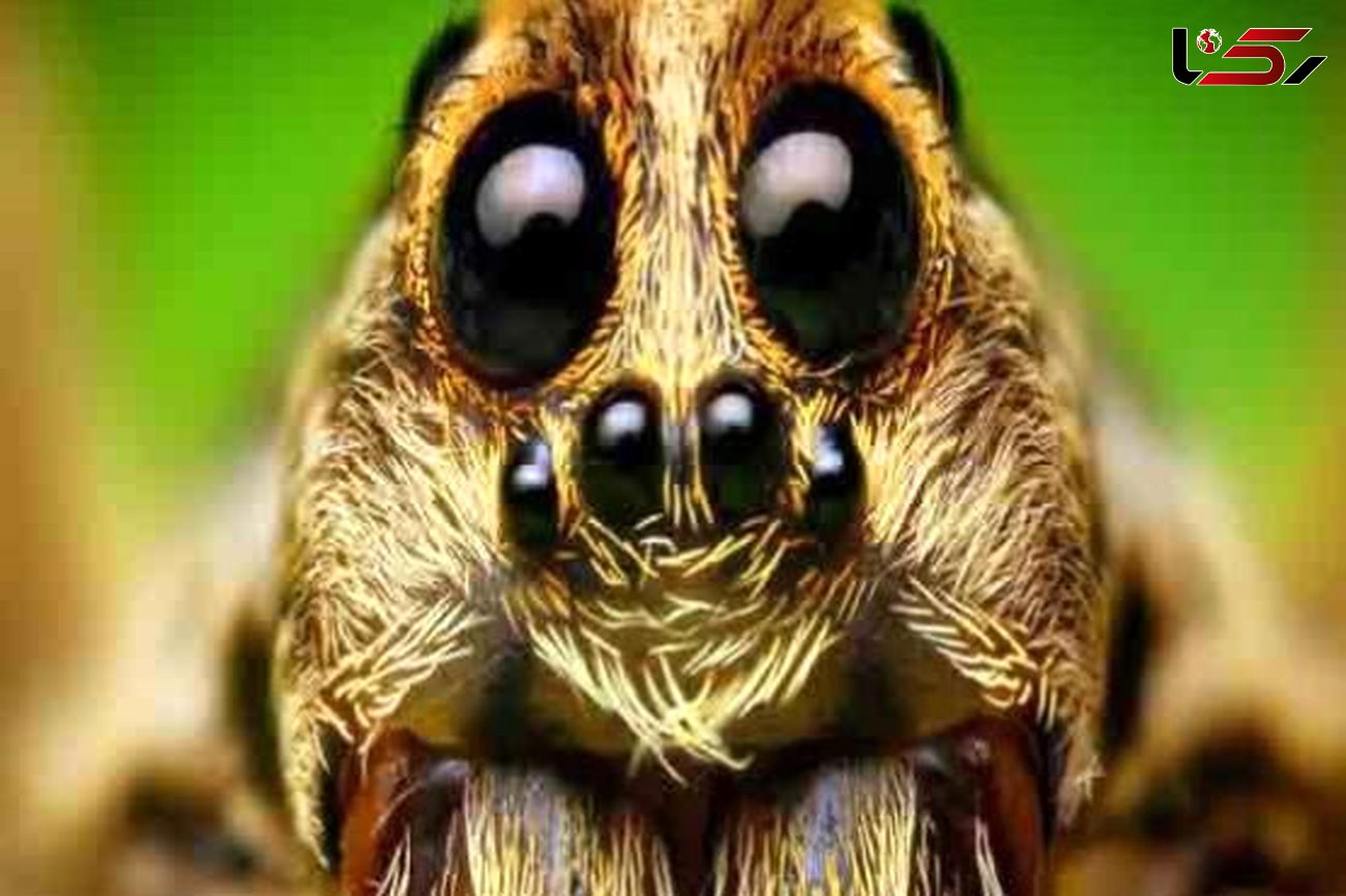 24 حقیقت باورنکردنی زندگی عنکبوت ها