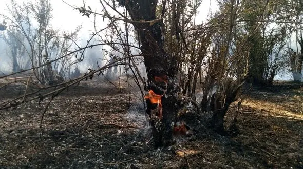 آتش به جان باغات باغ‌ملک افتاد