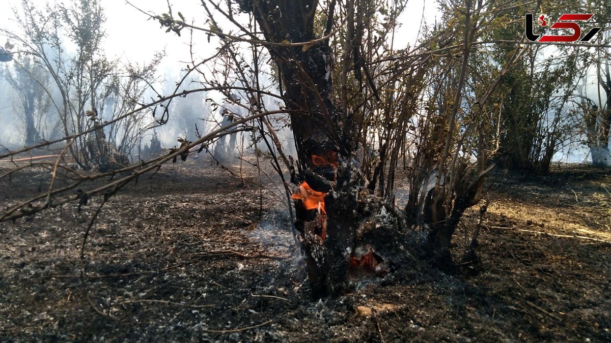 آتش به جان باغات باغ‌ملک افتاد