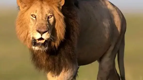 از مشاهده رفتار تهاجمی فوک دریایی تا ثبت لحظه تغذیه سنجاب در زیستگاه طبیعی