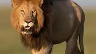 از مشاهده رفتار تهاجمی فوک دریایی تا ثبت لحظه تغذیه سنجاب در زیستگاه طبیعی