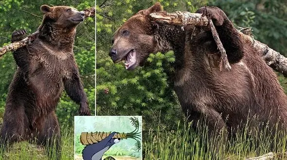 بازیگوشی جالب و دیدنی خرس گریزلی سوژه نگهبان حیات وحش شد +عکس 