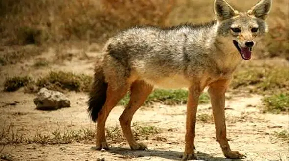  شغال انگشت زن کرمانشاهی خورد! / حمله  در بیستون!