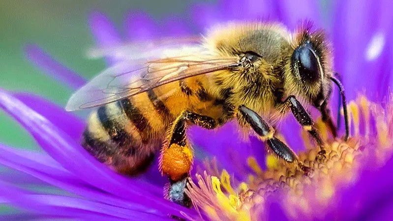 زنبورهای عسل سقف خانه‌ای را به کندوی بزرگ تبدیل کردند!