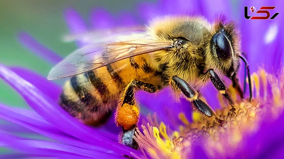 زنبورهای عسل سقف خانه‌ای را به کندوی بزرگ تبدیل کردند! + فیلم