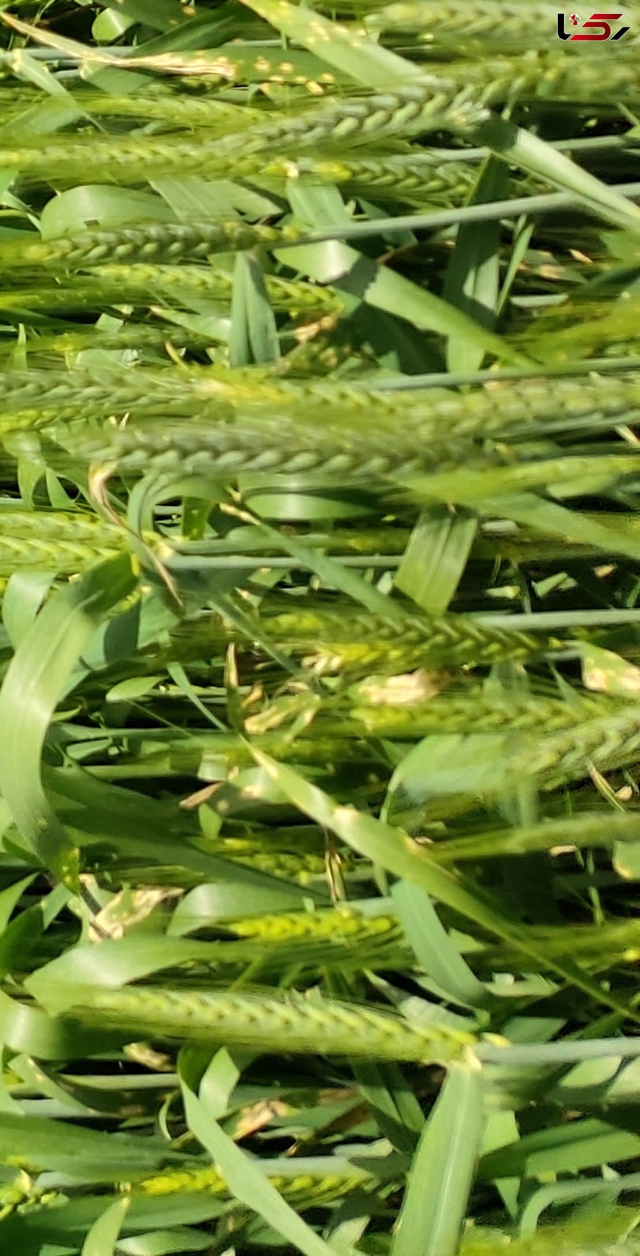 رشد ۴۷ درصدی گندم آبی در استان لرستان