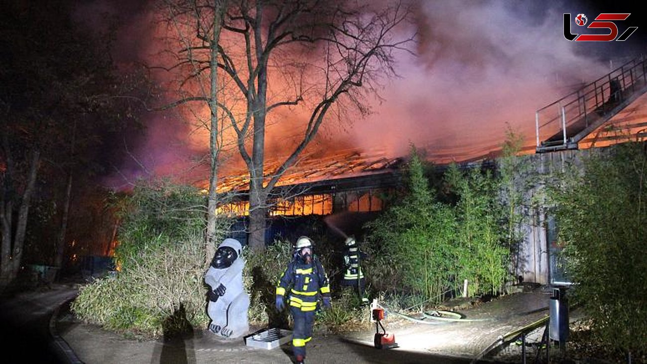 مرگ پیرترین گوریل اروپا در آتش‌سوزی باغ وحشی در آلمان+عکس