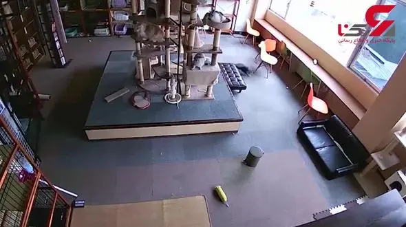 گربه ها زلزله را پیش بینی می کنند!+ سند