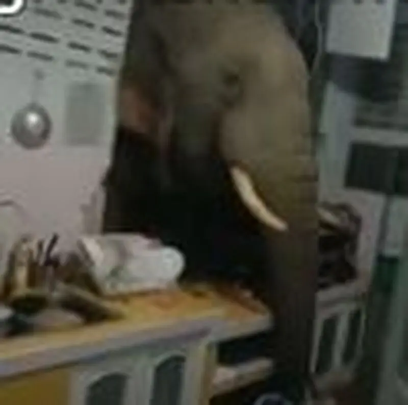 سرقت کیسه برنج توسط فیل گرسنه