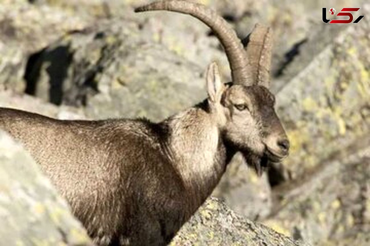 ببینید/بز کوهی عجیب روی سیم برق گیر کرده است! + فیلم