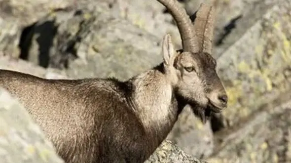 ببینید / گیر کردن عجیب بز کوهی روی سیم برق! + فیلم