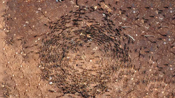 چرخش مرگبار مورچه ها را ببینید+ فیلم