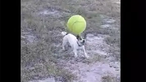 ببینید/ مهارت فوق‌العاده یک سگ در انجام حرکات نمایشی با توپ + فیلم