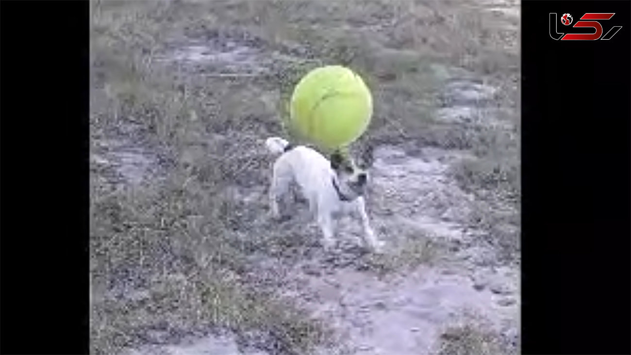 ببینید/ مهارت فوق‌العاده یک سگ در انجام حرکات نمایشی با توپ + فیلم