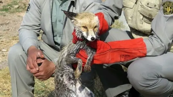 نجات یک قلاده روباه توسط محیط بانان در خواف + عکس