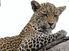 فیلم تجربه بی نظیر نزدیک شدن به پلنگ جوان