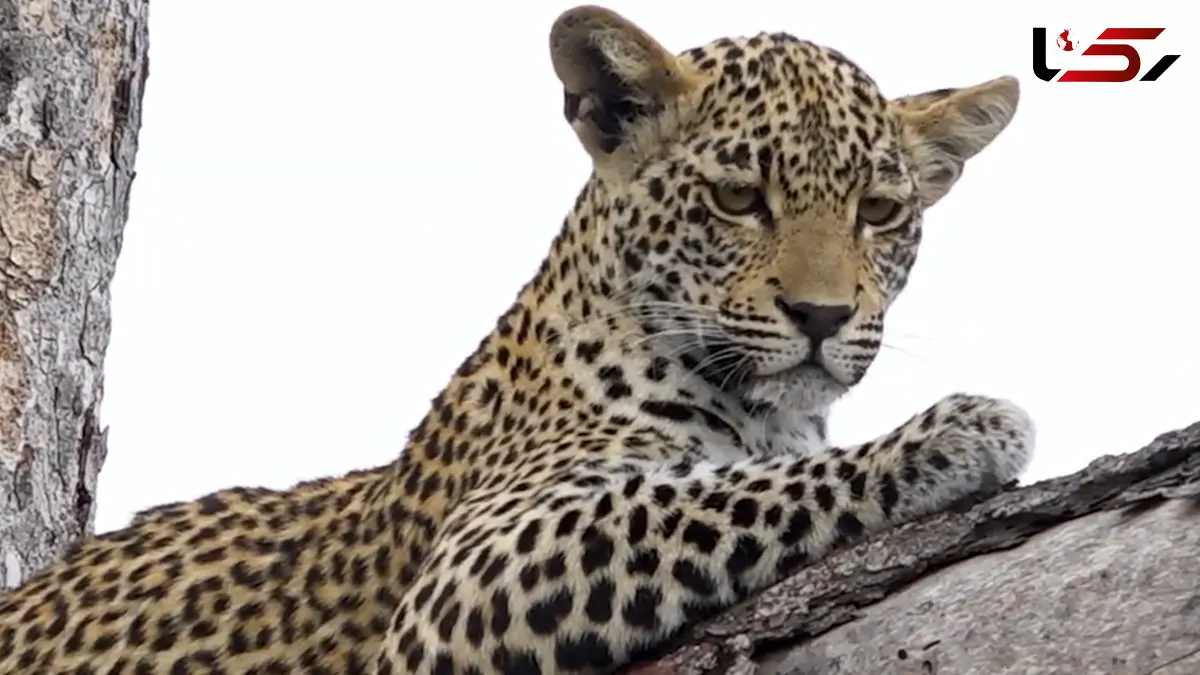 فیلم تجربه بی نظیر نزدیک شدن به پلنگ جوان