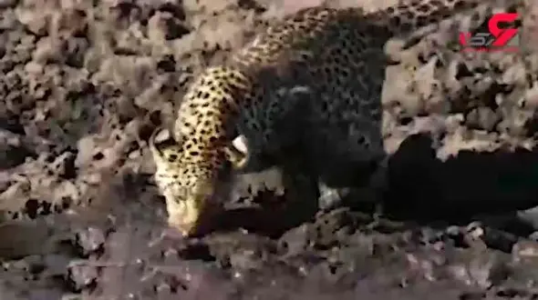 ماهیگیری پلنگ گرسنه + فیلم