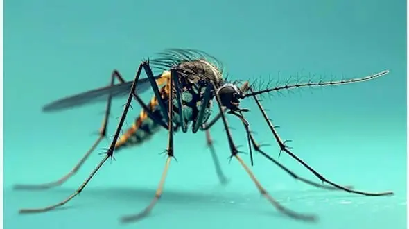 زنگ خطر پشه آئدس در جنوب کشور به صدا در آمد / هشدار جدی وزارت بهداشت درباره تب دنگی