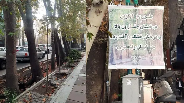 چنارهای خیابان ولیعصر در حال خشک شدن؛ شهرداری با وعده کاشت درخت، مشکل را پنهان می‌کند!