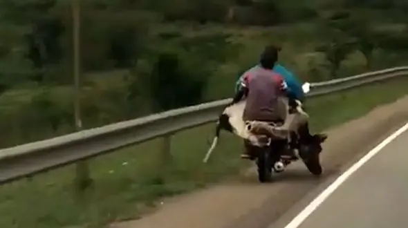 حمل عجیب یک گاو با موتور +فیلم