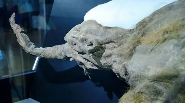 بازگشت هیولای منقرض‌شده به طبیعت