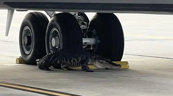 این تمساح کارکنان پایگاه هوایی را غافلگیر کرد + فیلم