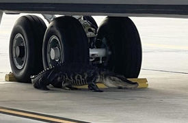 این تمساح کارکنان پایگاه هوایی را غافلگیر کرد + فیلم