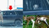 یک سگ را دستگیر کردند + تصاویر جالب