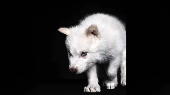 احیای گرگ دایر پس از 10000 سال توسط دانشمندان !