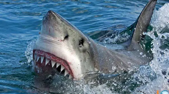 فیلم جمع شدن کوسه‌های گاوی در سواحل جزیره کیش